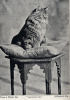 Cat Randolph 1894