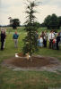 Ceremonial Tree thumbnail